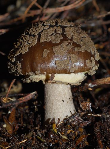 Amanita nothofagi